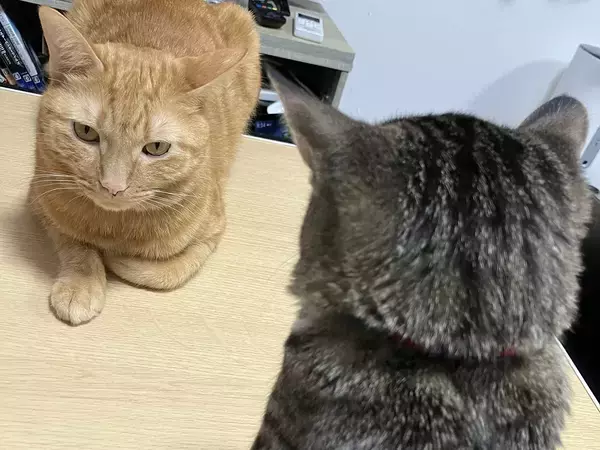 【2万いいね】静かな空気の中…2匹の猫が繰り広げる『たたかい』が平和すぎて笑える