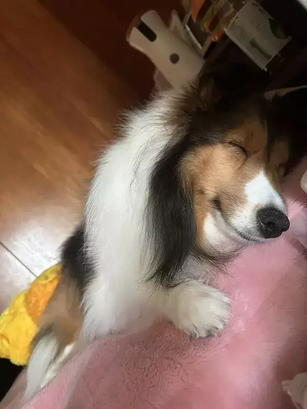 愛犬の寝顔、よく見ると…　思わず飼い主が撮った姿に「来世はこうなりたい」「毎日が幸せな証」