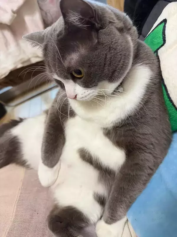 ベッドでくつろぐ愛猫が…　二度見してしまう姿に「めっちゃ笑った」「電池抜けてる」