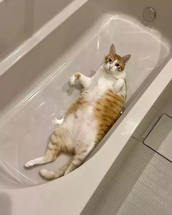 飼い主「なんでおんねん」　浴槽にいたのは…「さすがに笑った」「でっか！」