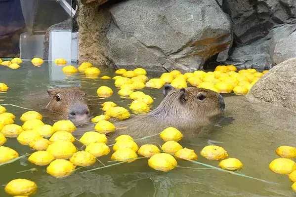 冬至前の『プレゼント』　水族館のカピバラに用意された『お風呂』が…