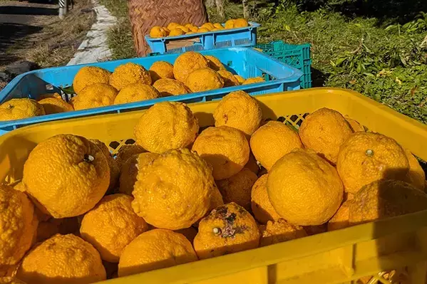 冬至前の『プレゼント』　水族館のカピバラに用意された『お風呂』が…