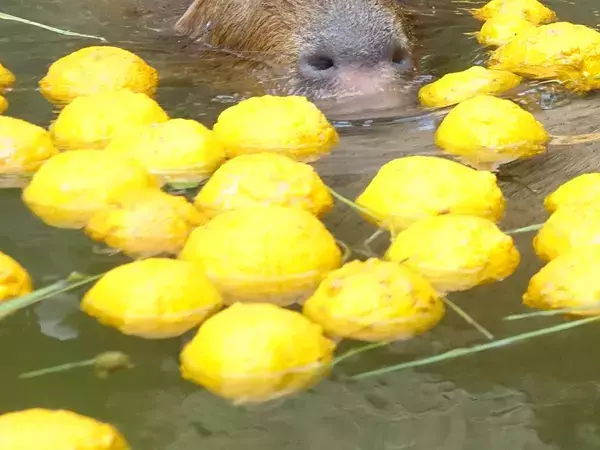 冬至前の『プレゼント』　水族館のカピバラに用意された『お風呂』が…
