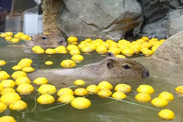 冬至前の『プレゼント』　水族館のカピバラに用意された『お風呂』が…
