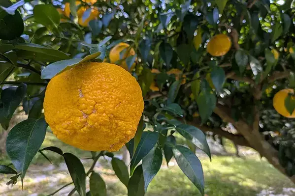 冬至前の『プレゼント』　水族館のカピバラに用意された『お風呂』が…