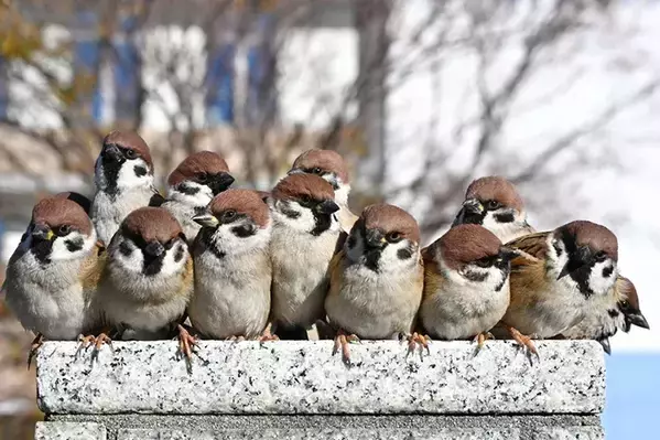 塀の上になぜか集まっていたのは…　１枚に「かわいい」「卒業アルバムみたい」