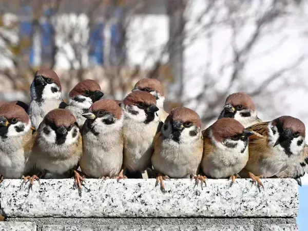 塀の上になぜか集まっていたのは…　１枚に「かわいい」「卒業アルバムみたい」