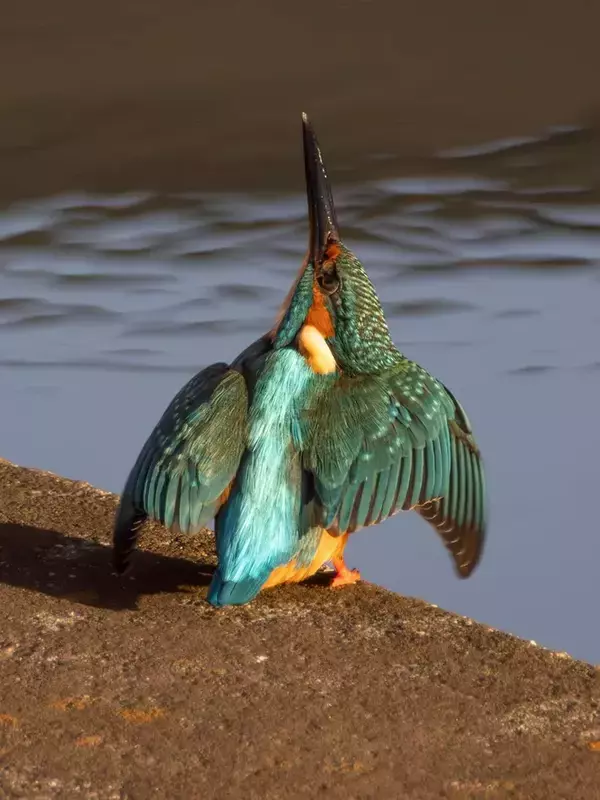 「このポーズは初めてだ」上空を見上げるカワセミを連写したら…　「何これすごい」「ブルーインパルスだ」