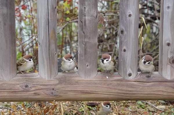 「お一人さま一席でお願いします」　お行儀よくスズメが並んでいた場所は？