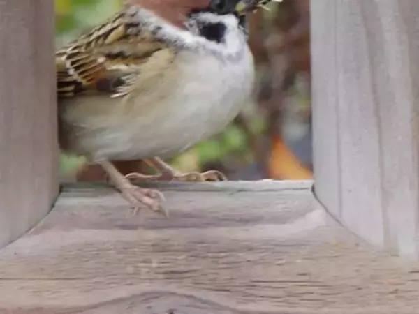 「お一人さま一席でお願いします」　お行儀よくスズメが並んでいた場所は？