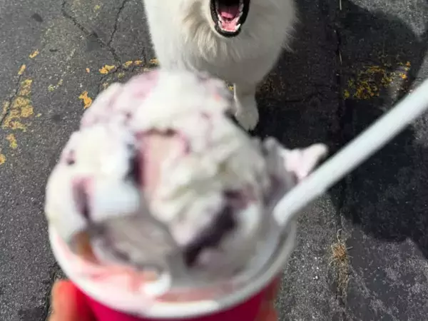 サモエド「あ～ん…」　アイスを見た犬の反応に「めちゃくちゃかわいい！」「一口欲しいよね」