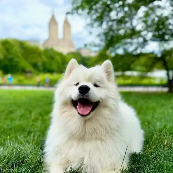 サモエド「あ～ん…」　アイスを見た犬の反応に「めちゃくちゃかわいい！」「一口欲しいよね」