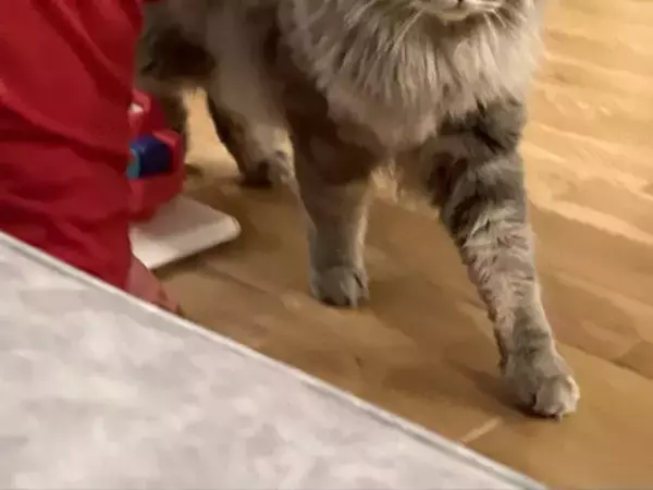 赤ちゃんに「どうぞ」をされた猫の反応が…　「笑った」「一方通行の優しさ」