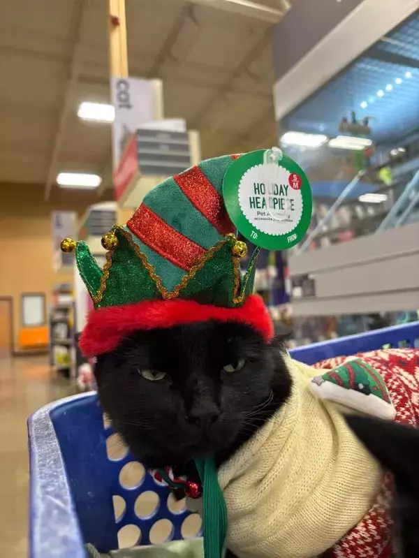 「仕返しを企んでる」「今すぐチュ～ルをあげて！」　クリスマスの帽子を被った猫の『表情』が…？