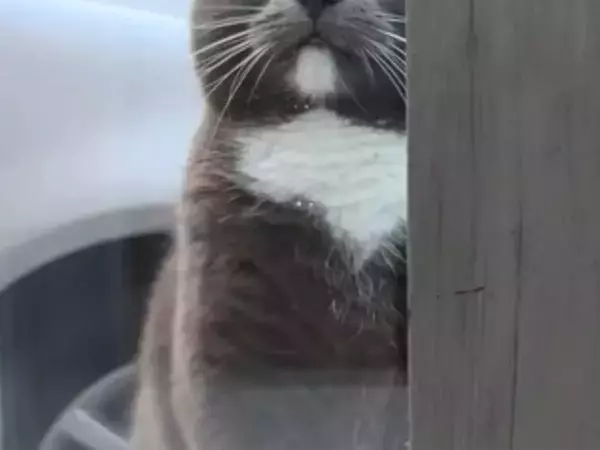 窓越しに飼い主を監視？　猫の表情『3連発』に「笑いが止まらない」「どれも完ぺき」