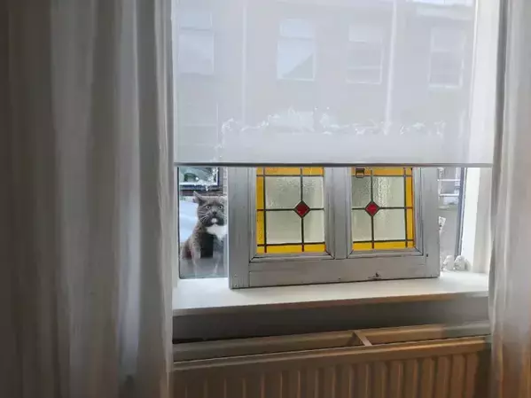 窓越しに飼い主を監視？　猫の表情『3連発』に「笑いが止まらない」「どれも完ぺき」