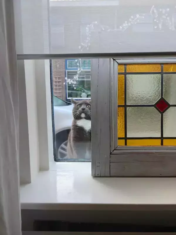 窓越しに飼い主を監視？　猫の表情『3連発』に「笑いが止まらない」「どれも完ぺき」