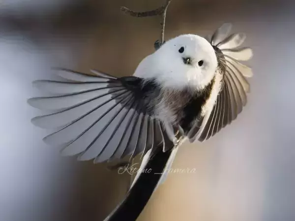 冬の森を案内しているよう…　シマエナガの１枚に「国宝級」「よく撮れたなぁ」