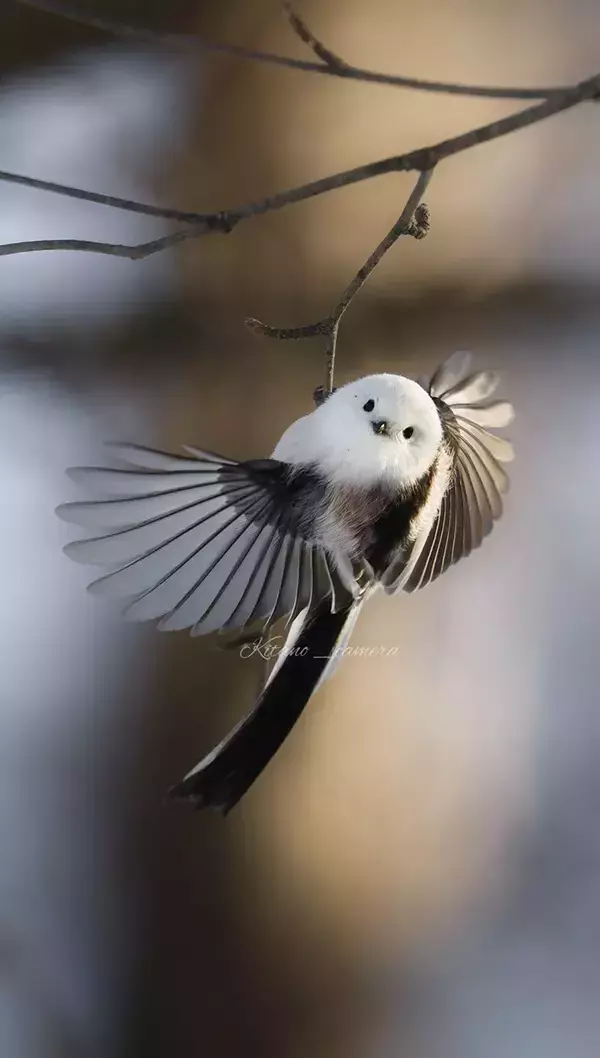 冬の森を案内しているよう…　シマエナガの１枚に「国宝級」「よく撮れたなぁ」