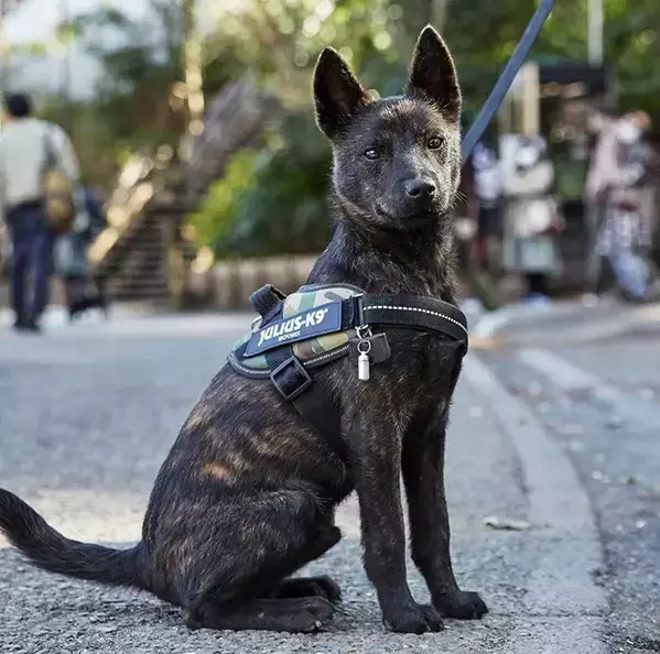 通りすがりの人に「かっこいい！」と言われた男性　振り返ると？「そっちかい！」「最高かよ」