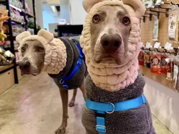 風邪をひかせたくない飼い主　愛犬の『最終形態』に「笑った」「謎の生き物」