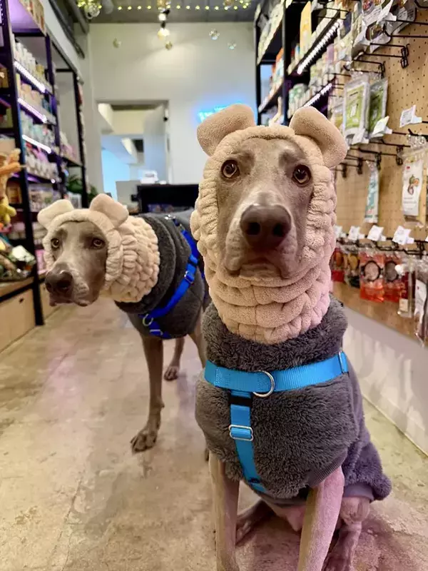 風邪をひかせたくない飼い主　愛犬の『最終形態』に「笑った」「謎の生き物」