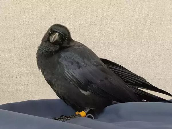 カラスに「かわいいね」と言うと？　見せた姿に「泣いちゃう」「これが愛か」
