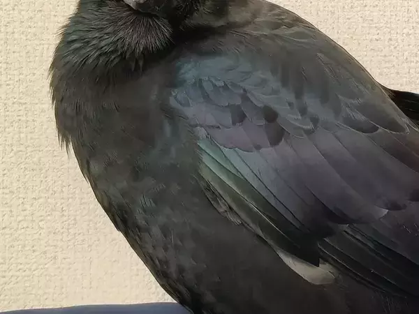 カラスに「かわいいね」と言うと？　見せた姿に「泣いちゃう」「これが愛か」
