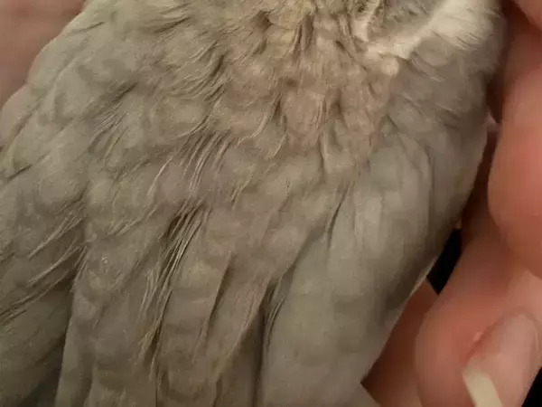 初めて地震を経験したヒメウズラ　直後の様子に「かわいすぎる」「たくさん慰めてあげて」