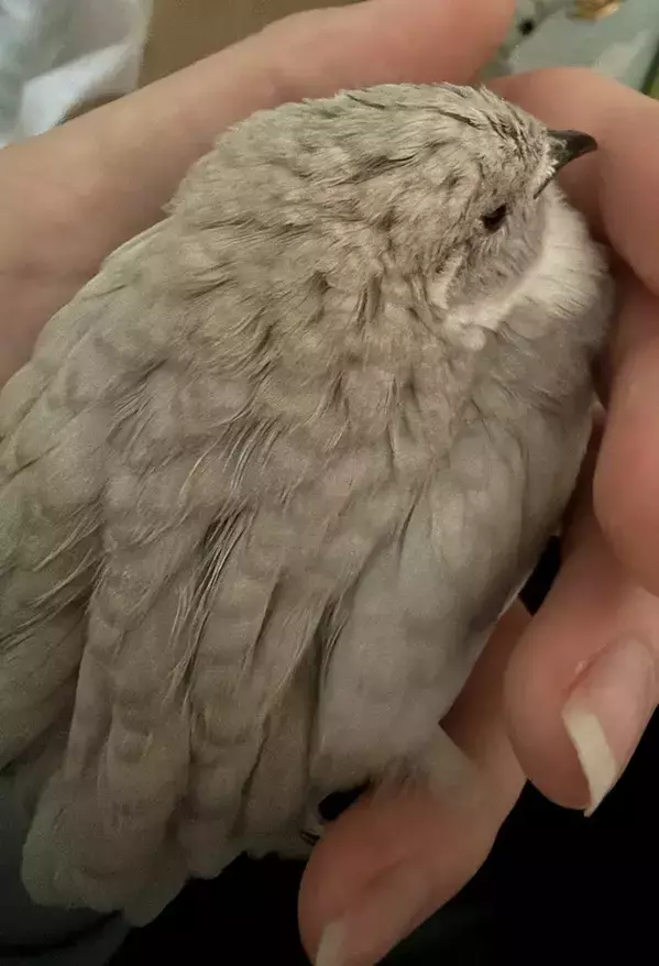 初めて地震を経験したヒメウズラ　直後の様子に「かわいすぎる」「たくさん慰めてあげて」