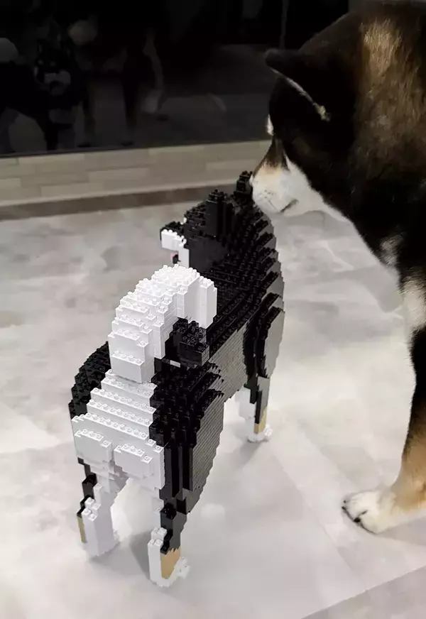 飼い主「似ているかなー？」　柴犬の隣に置いたのは…「親子みたいにそっくり」「ポーズまで同じ！」