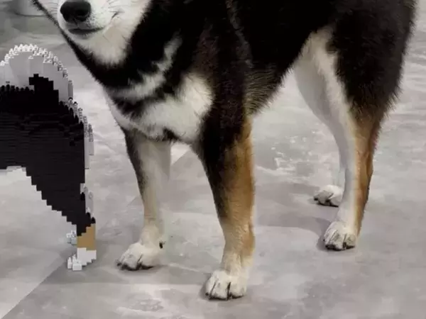 飼い主「似ているかなー？」　柴犬の隣に置いたのは…「親子みたいにそっくり」「ポーズまで同じ！」