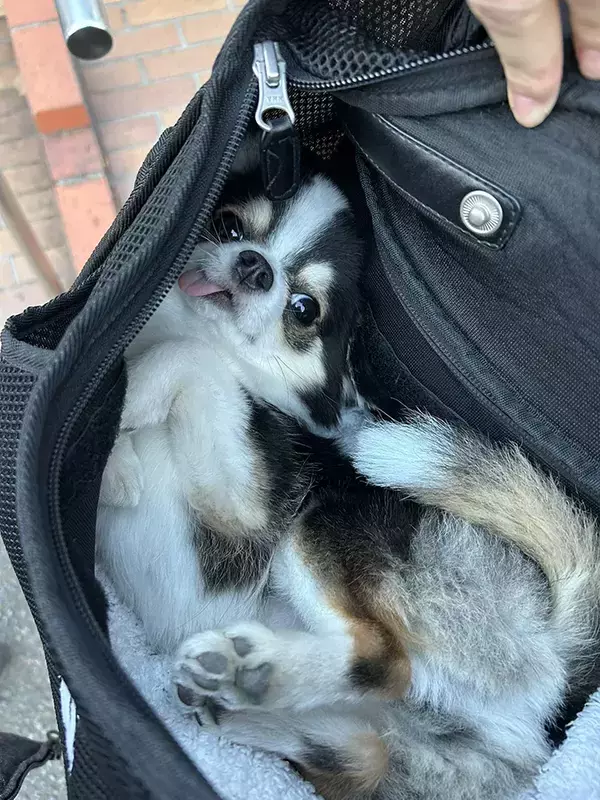 Xで『30万いいね』！　キャリーバッグの中にいるチワワに「かわいすぎて罪」「1年を頑張れそう」