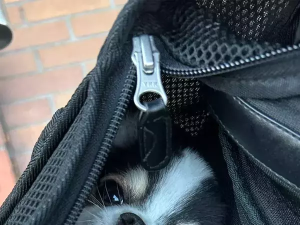 Xで『30万いいね』！　キャリーバッグの中にいるチワワに「かわいすぎて罪」「1年を頑張れそう」