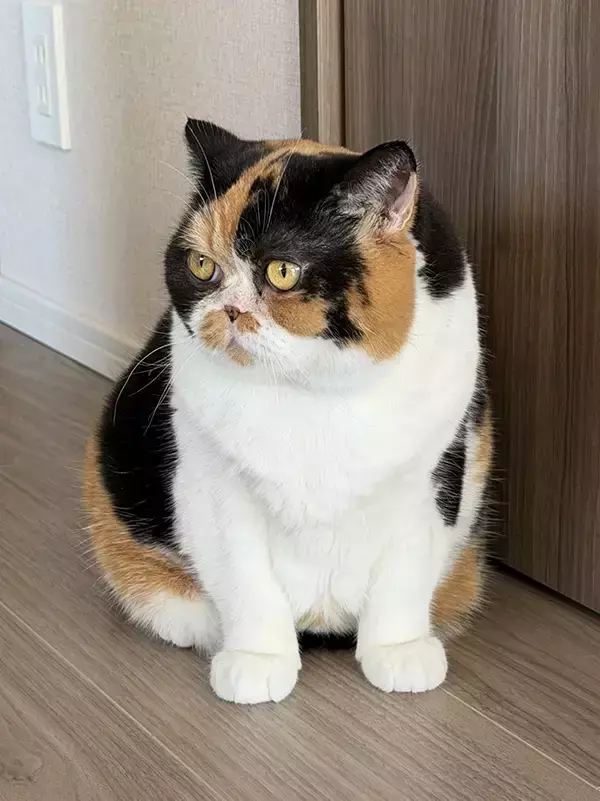 動物病院で猫を見たおばあさんが？　飛び出た一言に「けしからん」「完全に同意」