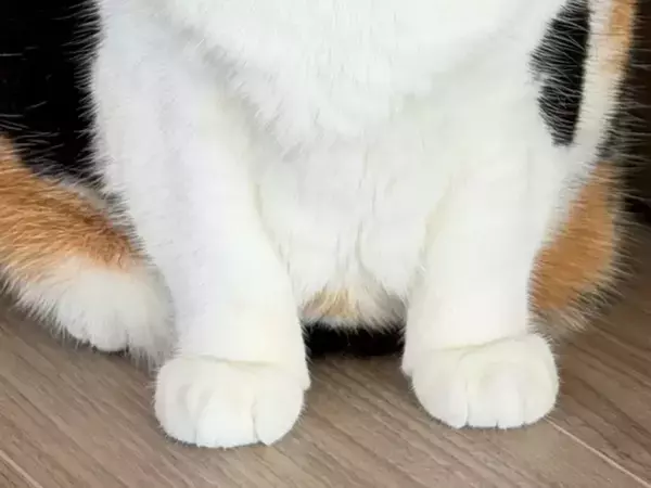 動物病院で猫を見たおばあさんが？　飛び出た一言に「けしからん」「完全に同意」