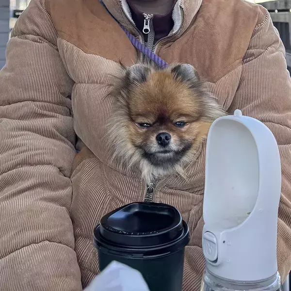 ぬくぬくと暖まるポメラニアン　屋外での１枚に「かわいすぎ」「特等席だな」