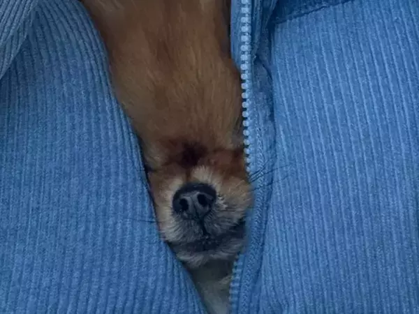 ぬくぬくと暖まるポメラニアン　屋外での１枚に「かわいすぎ」「特等席だな」