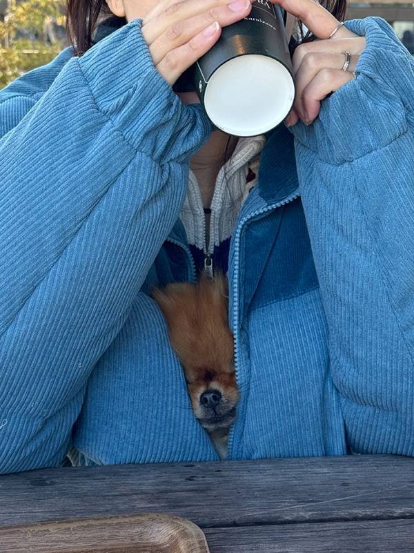 ぬくぬくと暖まるポメラニアン　屋外での１枚に「かわいすぎ」「特等席だな」