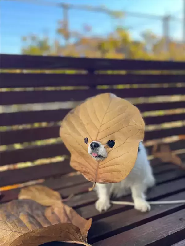 まるで『葉っぱの妖精』！？　公園のベンチにたたずむ犬に「ニヤニヤが止まらない」「写真展やって！」