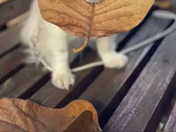 まるで『葉っぱの妖精』！？　公園のベンチにたたずむ犬に「ニヤニヤが止まらない」「写真展やって！」