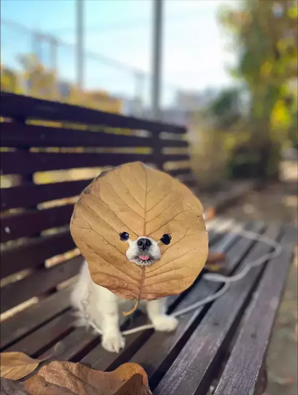 まるで『葉っぱの妖精』！？　公園のベンチにたたずむ犬に「ニヤニヤが止まらない」「写真展やって！」