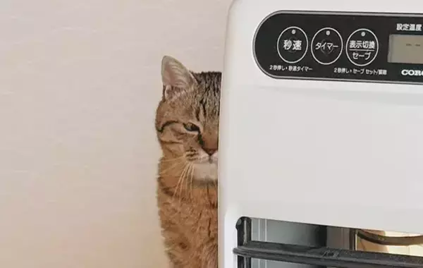 「言いたいこと、伝わっています」　猫が『伝えたいこと』とは…「分かりやすすぎる」