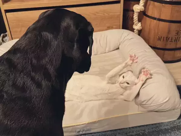 犬に叱られ『降参』する猫　表情を見ると？「全然納得してない」「笑った」