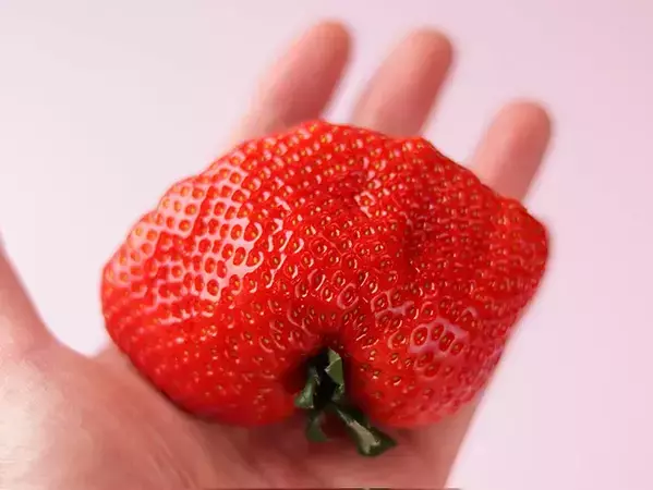 和菓子職人「包み切れなくて…」　巨大イチゴ大福に「斬新な形」「福がありそう」