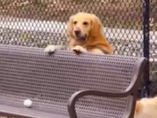 「この犬はコメディアンになれる」　ベンチの上のボールを取りたいゴールデンがとった『行動』が…？
