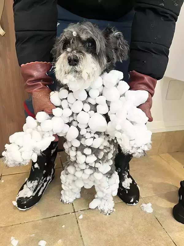 大雪の中で散歩に出かけた犬　帰宅後の姿が？「どうなってんの！？」「これが雪の本気か」
