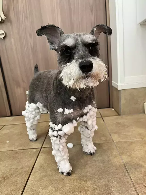 大雪の中で散歩に出かけた犬　帰宅後の姿が？「どうなってんの！？」「これが雪の本気か」