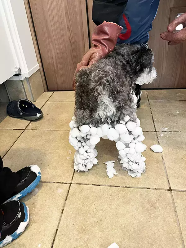 大雪の中で散歩に出かけた犬　帰宅後の姿が？「どうなってんの！？」「これが雪の本気か」