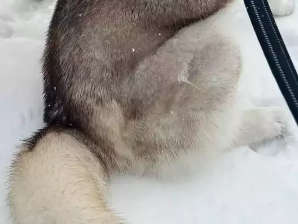 飼い主「やめてもらっていい？」　雪の中、ハスキー親子が…「これはつらい」「試練かな？」